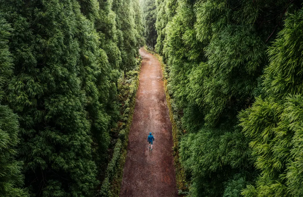 Forêt de sapins avec promeneur